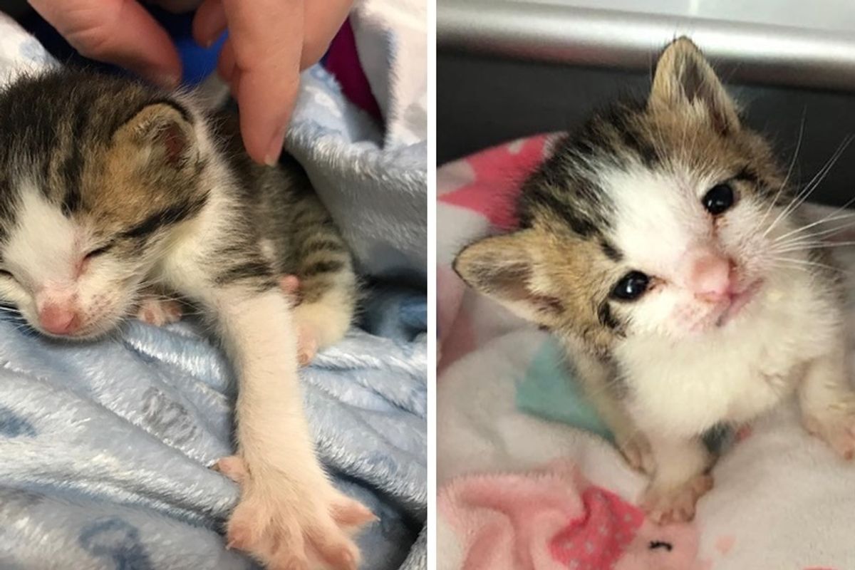 Kitten Found at the Border, Bounced Back and Had His First Bottle of Food First Day of New Year
