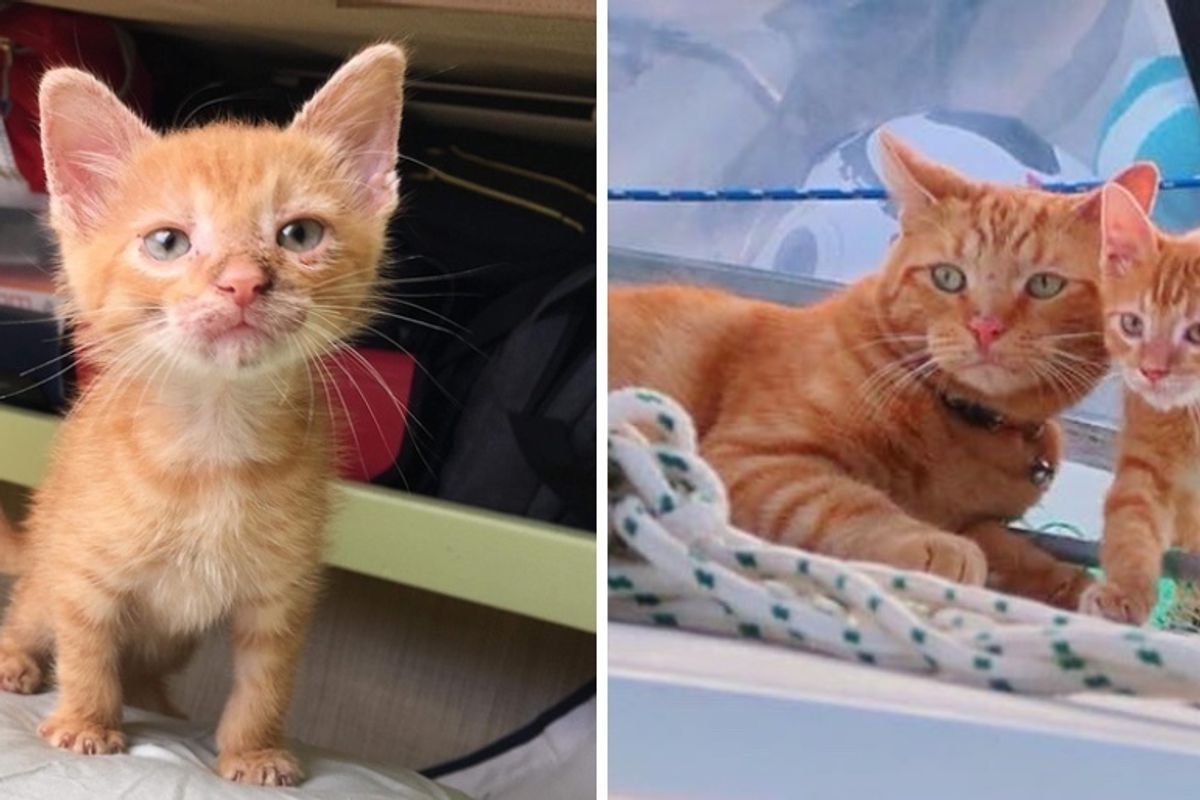 Rescued Kitten Who Needed a Home, Finds Sailor Cat Who Wanted a Friend