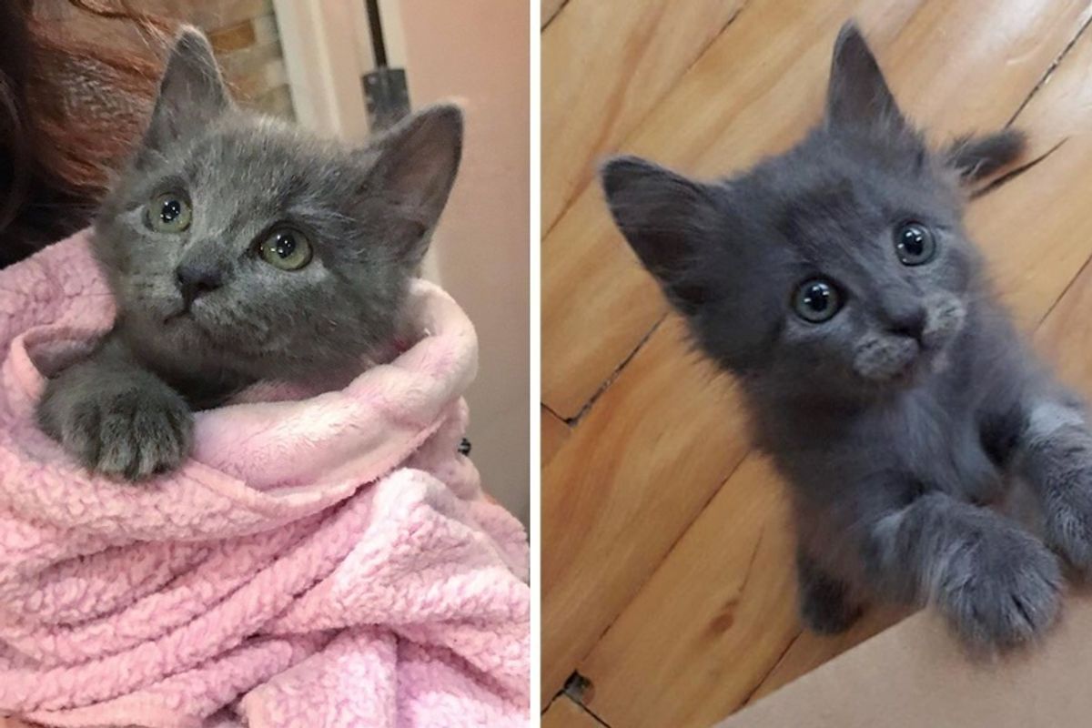 Kitten Saved from the Side of the Road, Blossoms into Sweetest Cuddle-bug