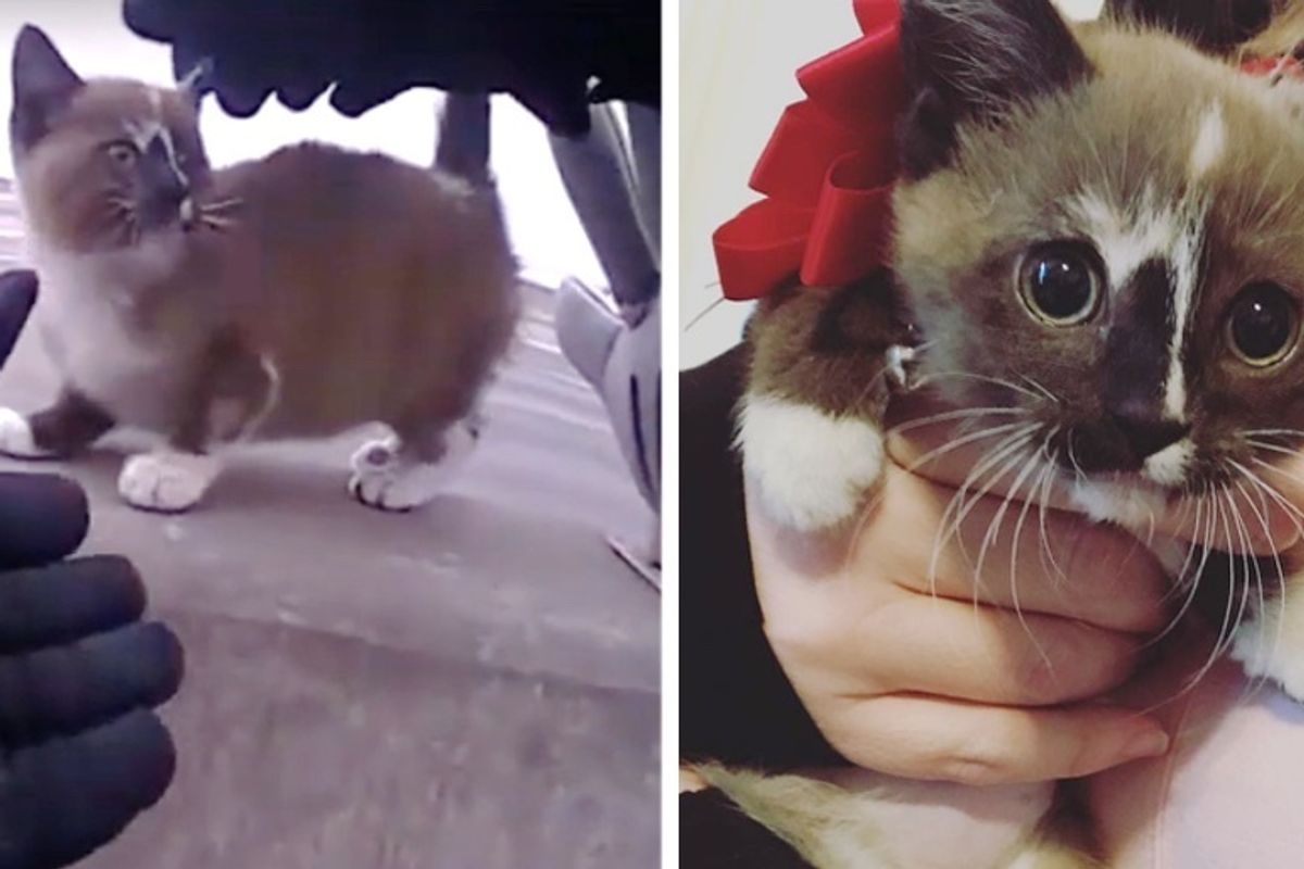 Kitten Saved from Highway by Officer, Jumped into His Lap and Insisted on Going Home with Him