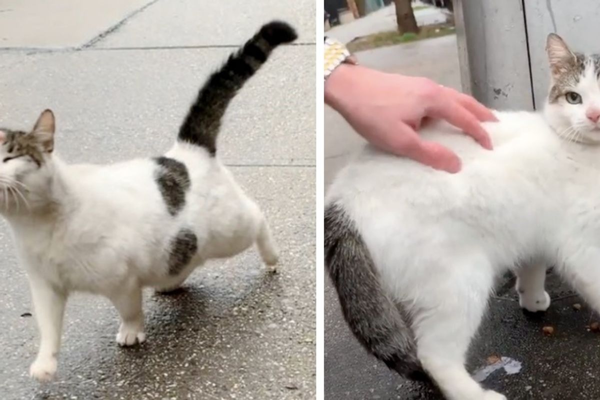 Cat Runs Up to Rescuers, Begging for Love As She No Longer Wants to Be on the Streets