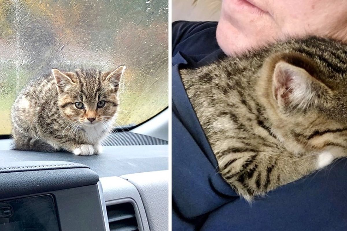 Woman Saves Kitten Abandoned in Parking Lot and Finds Her a New Friend She Always Wanted