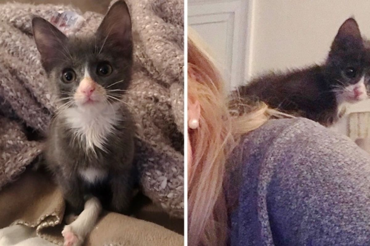 Kitten Born with Extra Long Leg Proves She Can Do Anything Just Like Other Cats