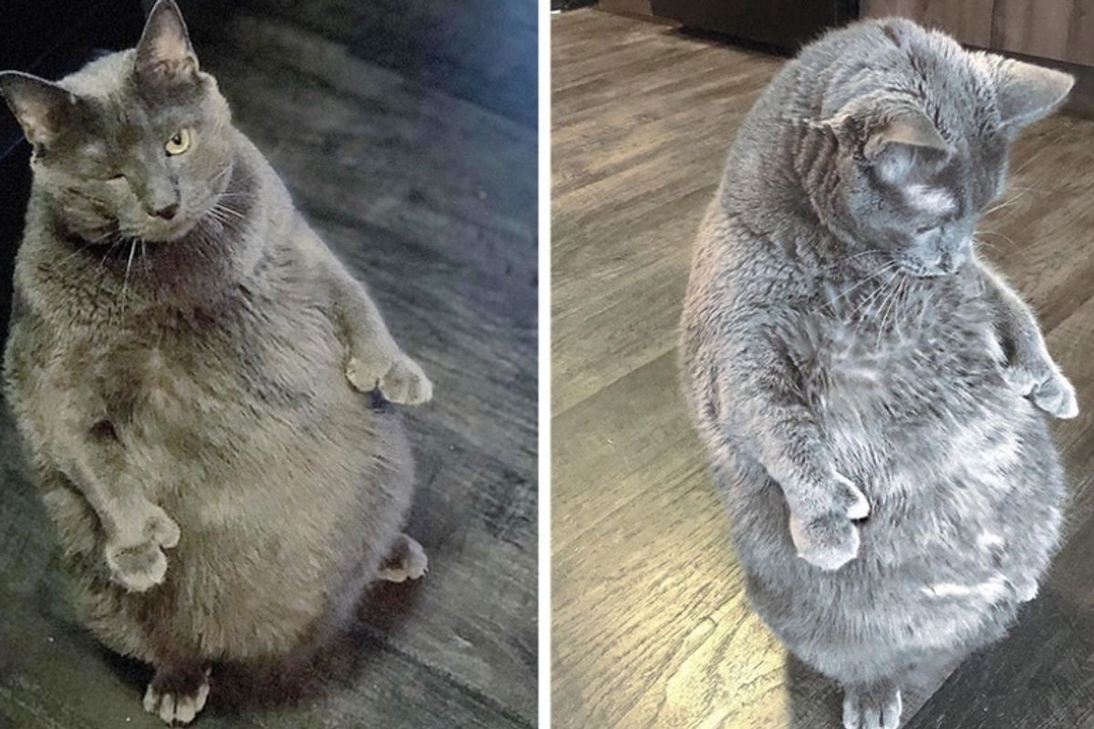 Cat Who Loves to Stand Like a Human, Achieves Nearly 20% Weight Loss Since Being Adopted