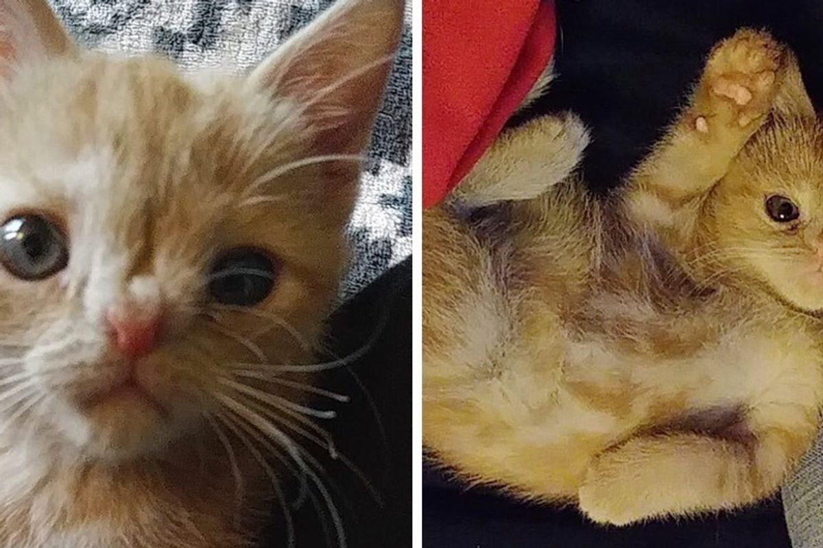 Woman Saved Kitten Born Special and Tried to Find Her Home But the Kitty Had a Different Plan
