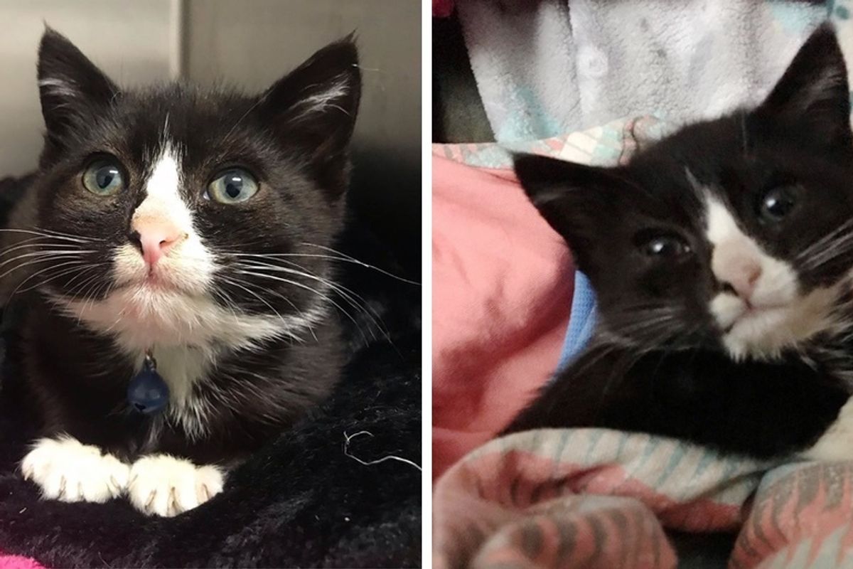 Kitten with Stubby Legs, Dropped off at Shelter, Finds Someone who Never Gives Up on Him
