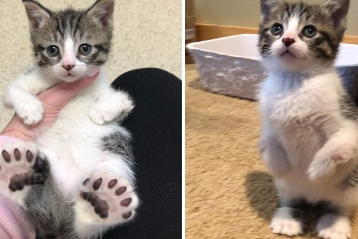 Cat Gets Help for Her Kittens All Born with Large Feet, Twisted Legs and Hop Like "Kangaroos"