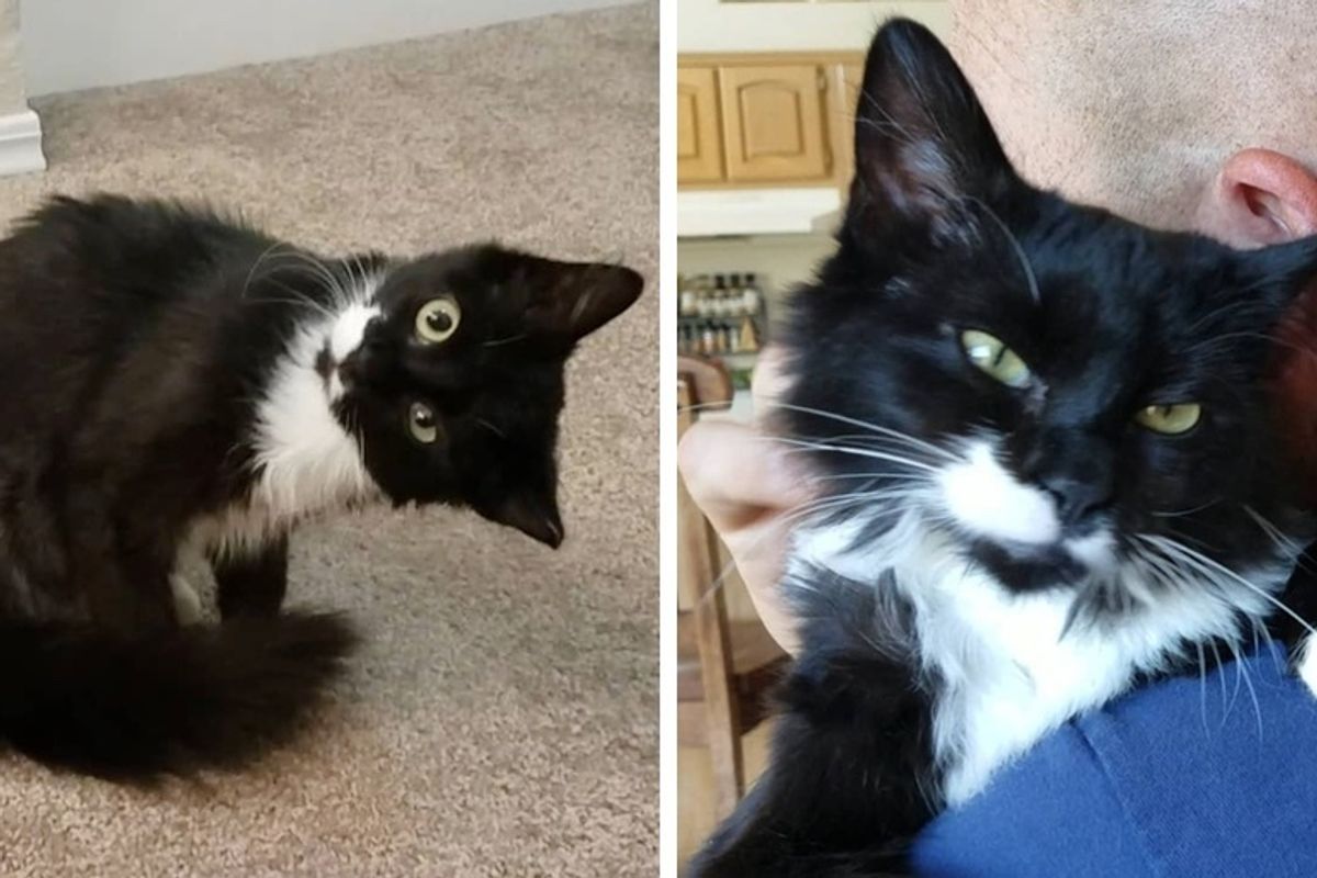 Kitten Tilts Her Head Permanently, Finds Someone She Loves and Won't Let Go