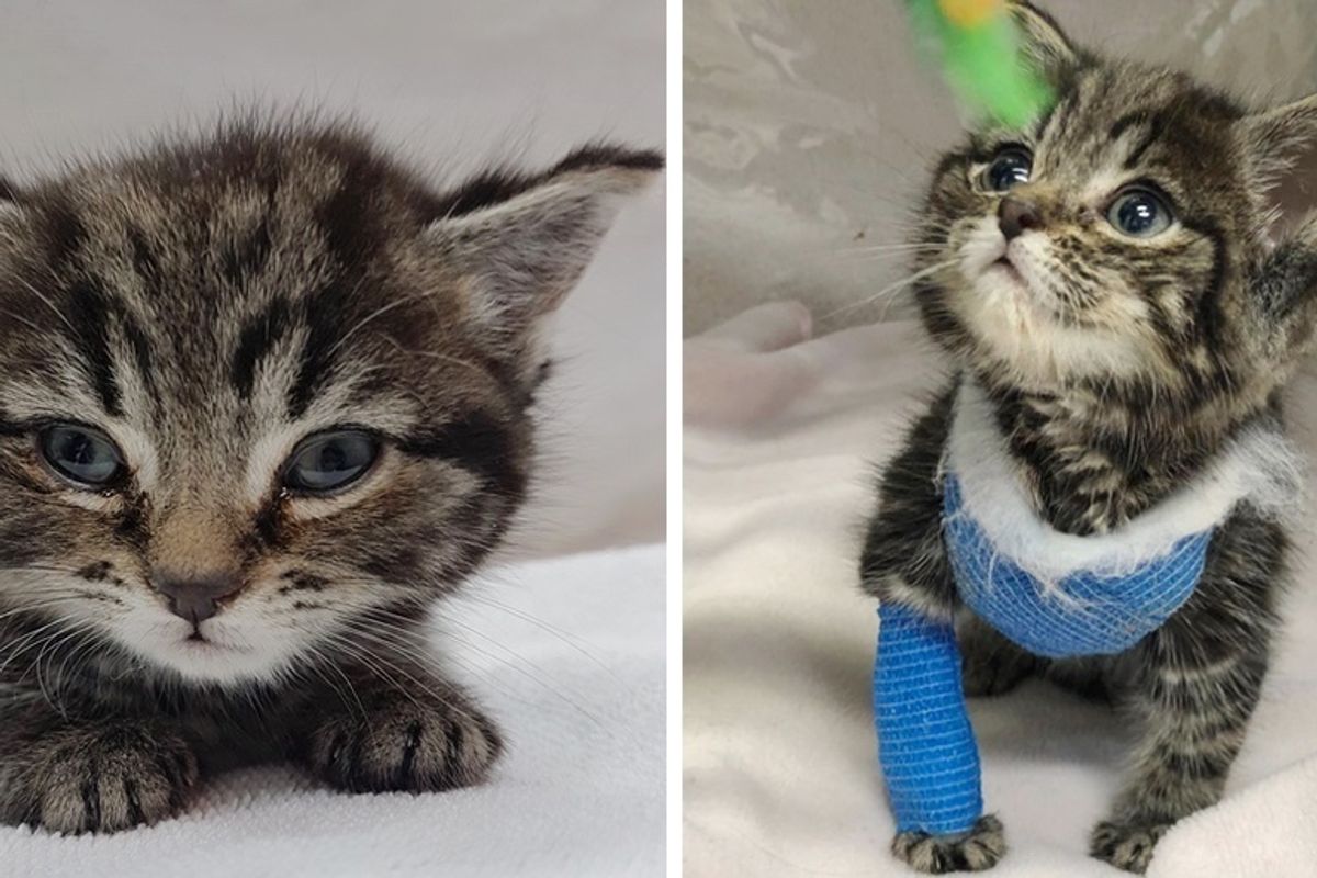 Kitten Found Freezing in Park, Brought Back from the Brink and Gets Life-saving Surgery