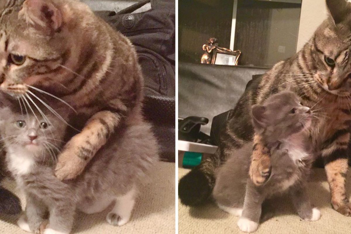Cat Comforts Orphaned Kitten and Teaches Him How to Cuddle Every Day