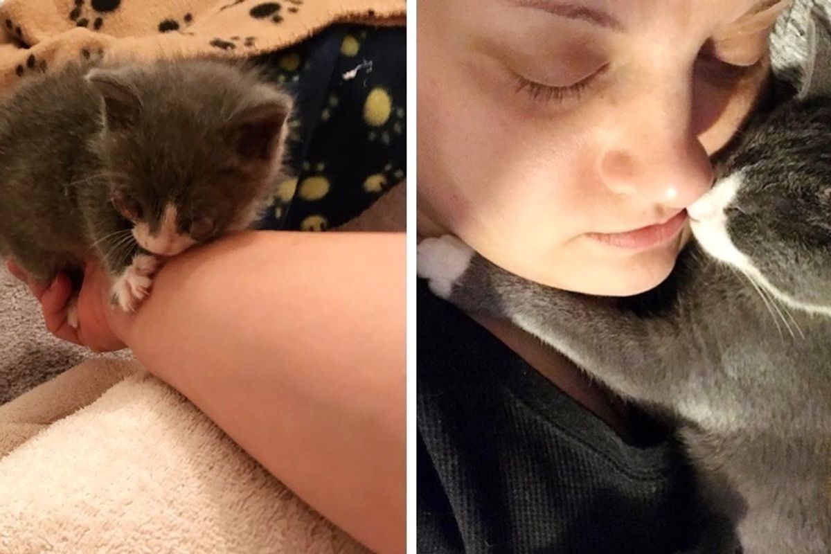 Kitten Showed Up on Porch All Alone - Woman Saved Him When No One Wanted Him