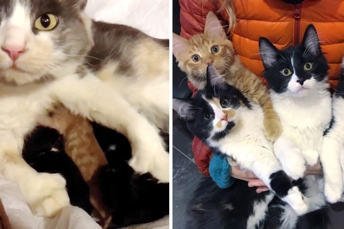 Stray Cat Walks Up to Couple, Looking for Safe Place for Her Kittens