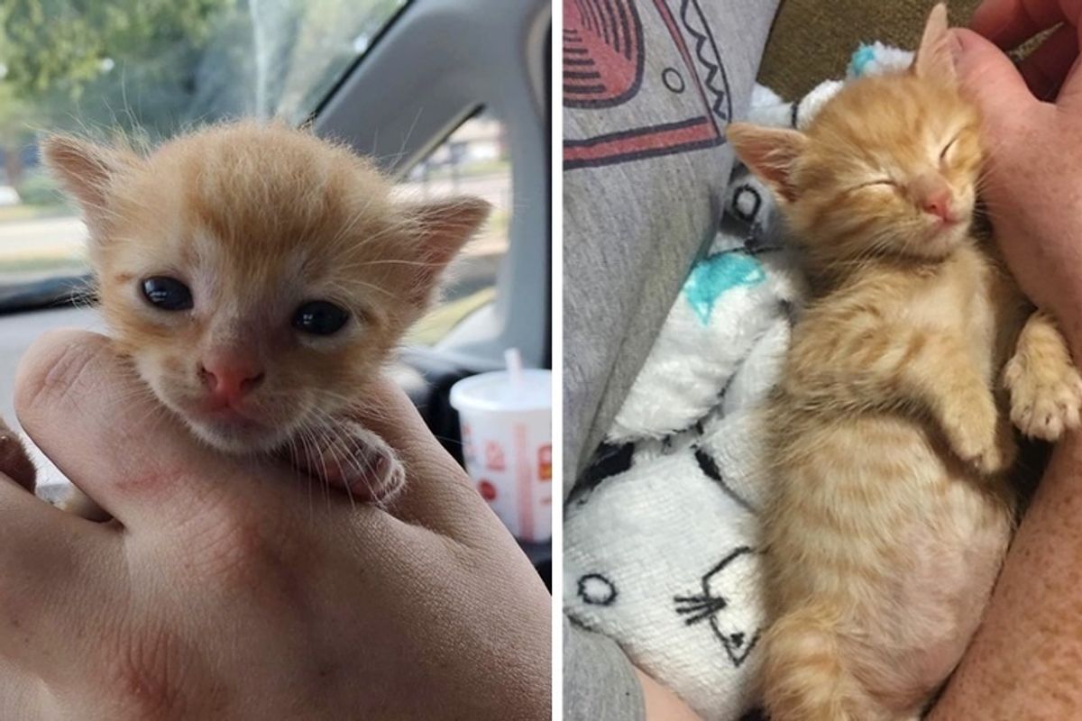 Woman Saves Kitten from Middle of Road When Others Just Keep Driving