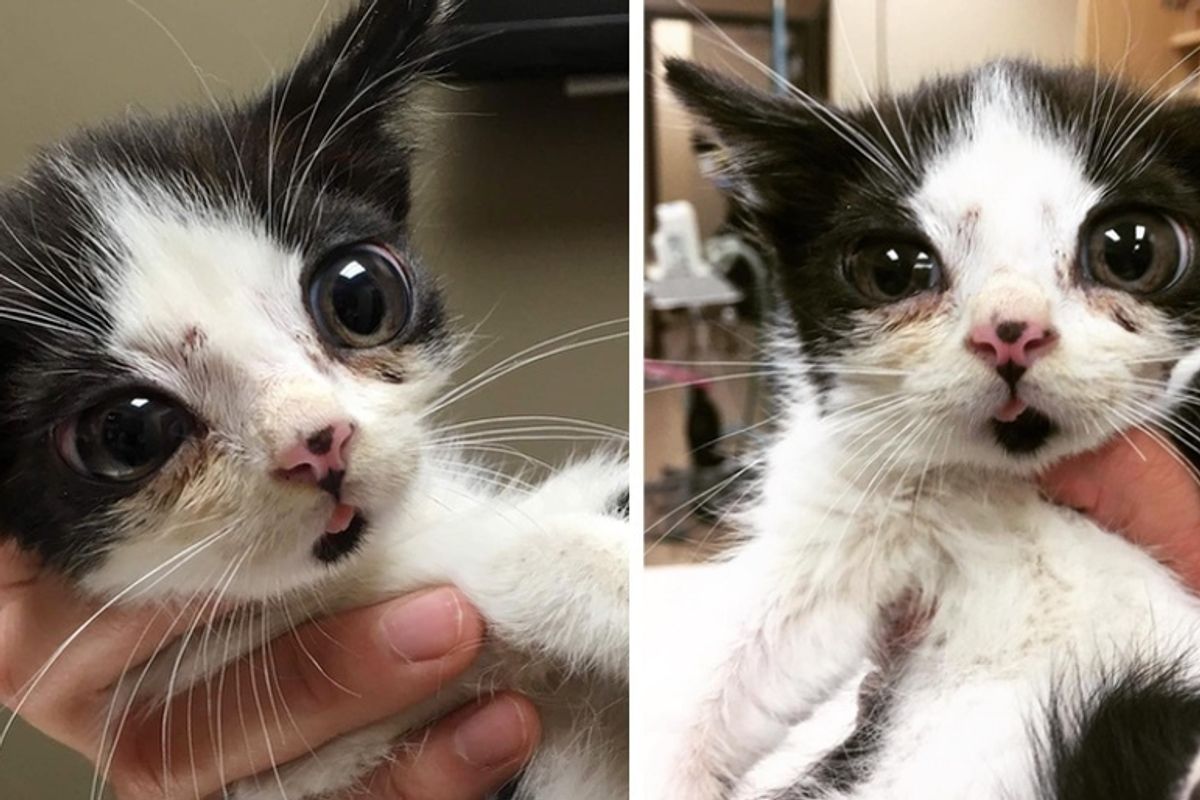 Woman Found Kitten with Very Large Eyes on Her Porch and Discovered How Special He is