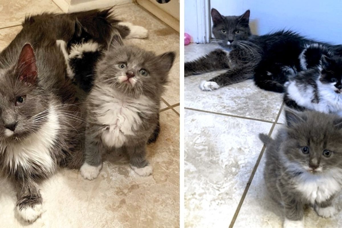 Cat Keeps Her Kittens Safe from Winter Cold Before They Are Rescued from the Street