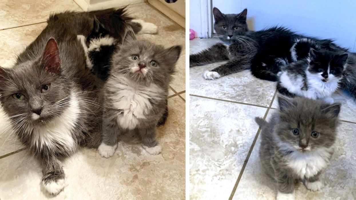 Can Kittens Survive in Cold Weather: Essential Tips to Keep Them Safe