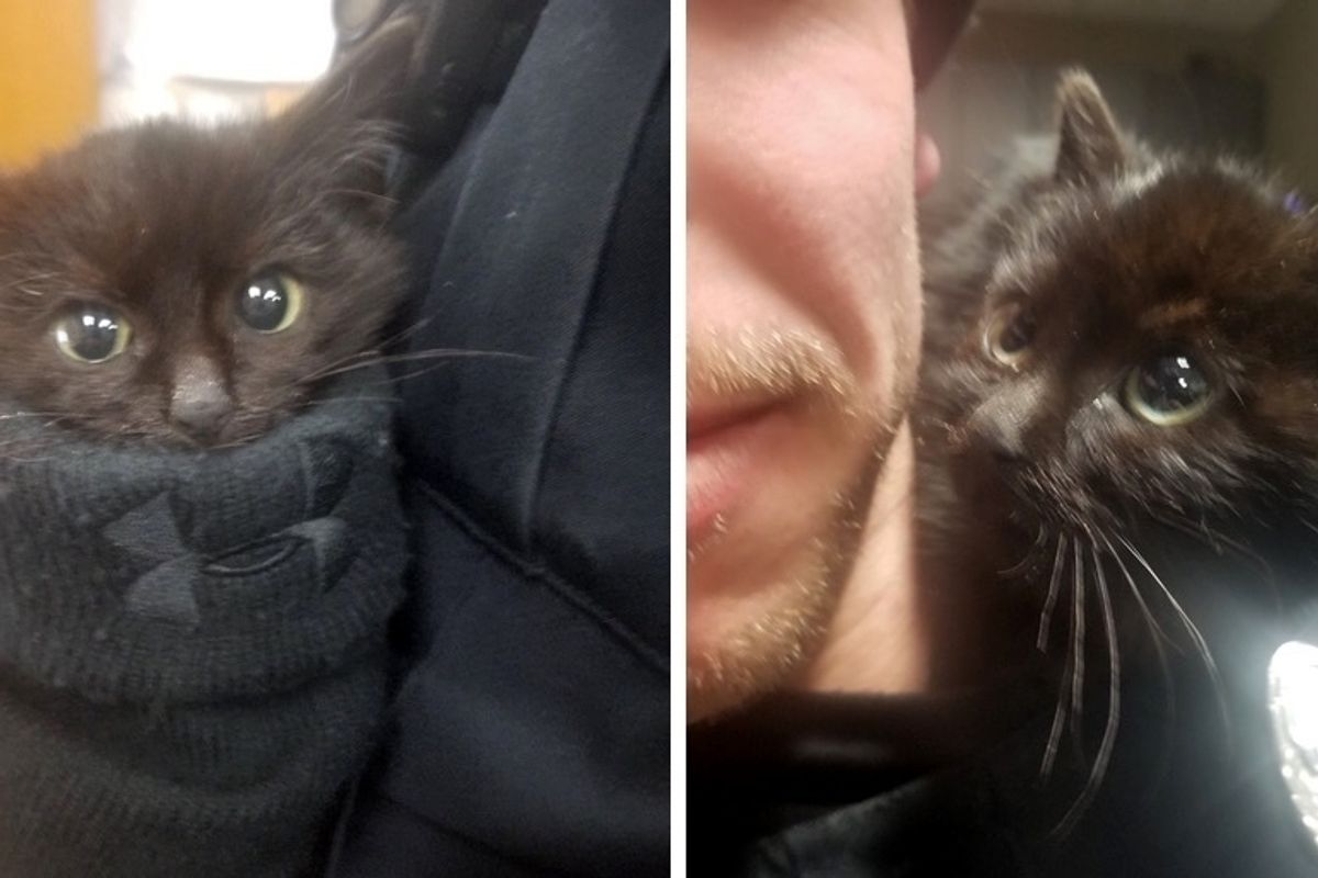 Officer Saves Kitten Stuck in Snow, the Kitty Climbs onto Him and Insists on Going Home with Him