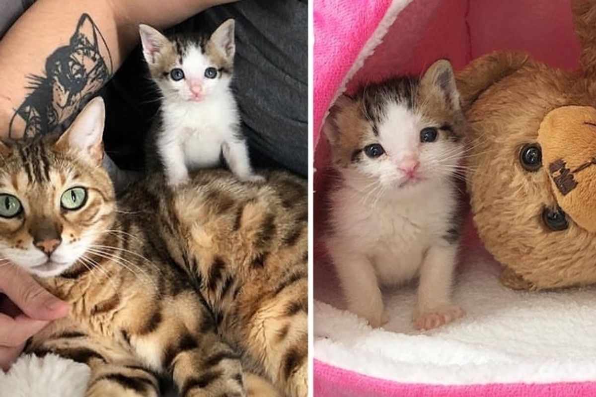 Rescuers Save Orphaned Kitten, Turn His Life Around with Help from Teddy Bear and Their Cat