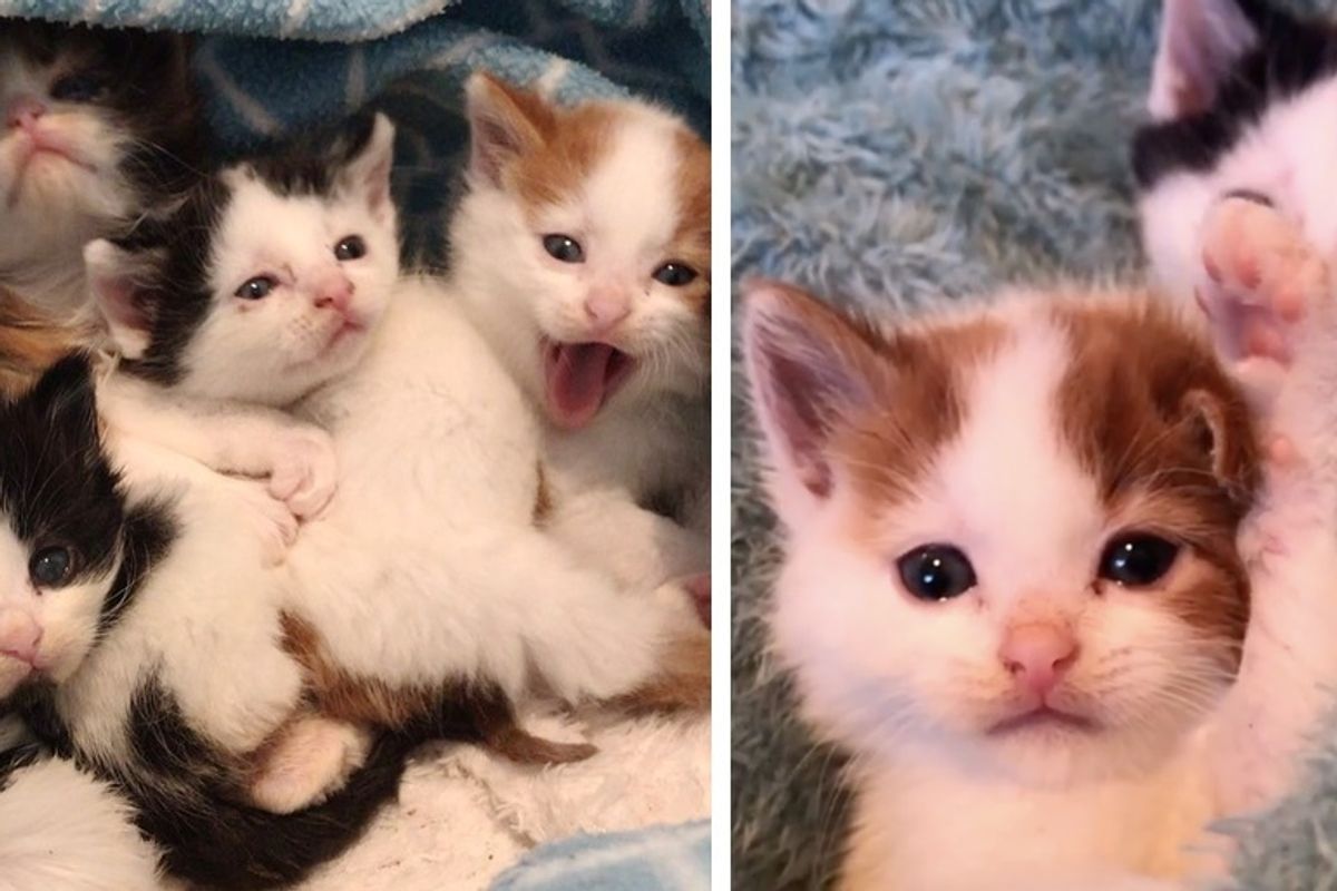 Kittens Found Huddled Up in Trash Bin, Kept Each Other Safe Until Help Arrived