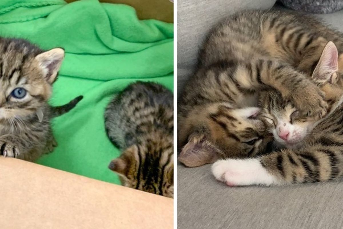 Woman Hears Kittens Crying by School and Saves Them When Their Mom Never Returns