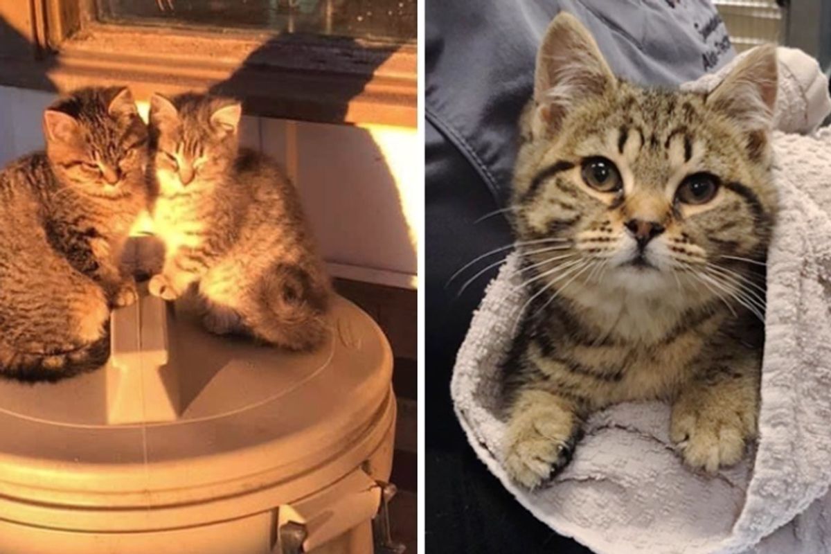 Kitten Huddles With Her Sister to Keep Each Other Warm Until They Are Rescued