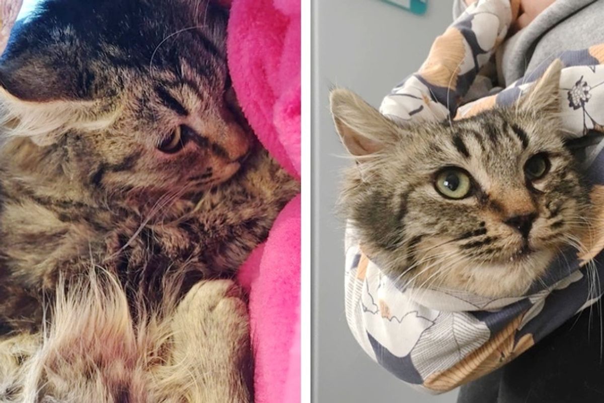 Hissy Feral Kitten Purrs for the First Time Through the Help of Cuddling - It Turns Her Life Around