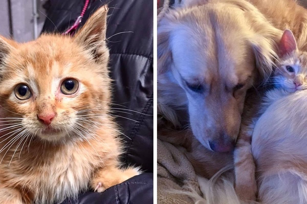 Kitten Rescued from a Van in Parking Lot, Finds His Perfect Friend in a Dog