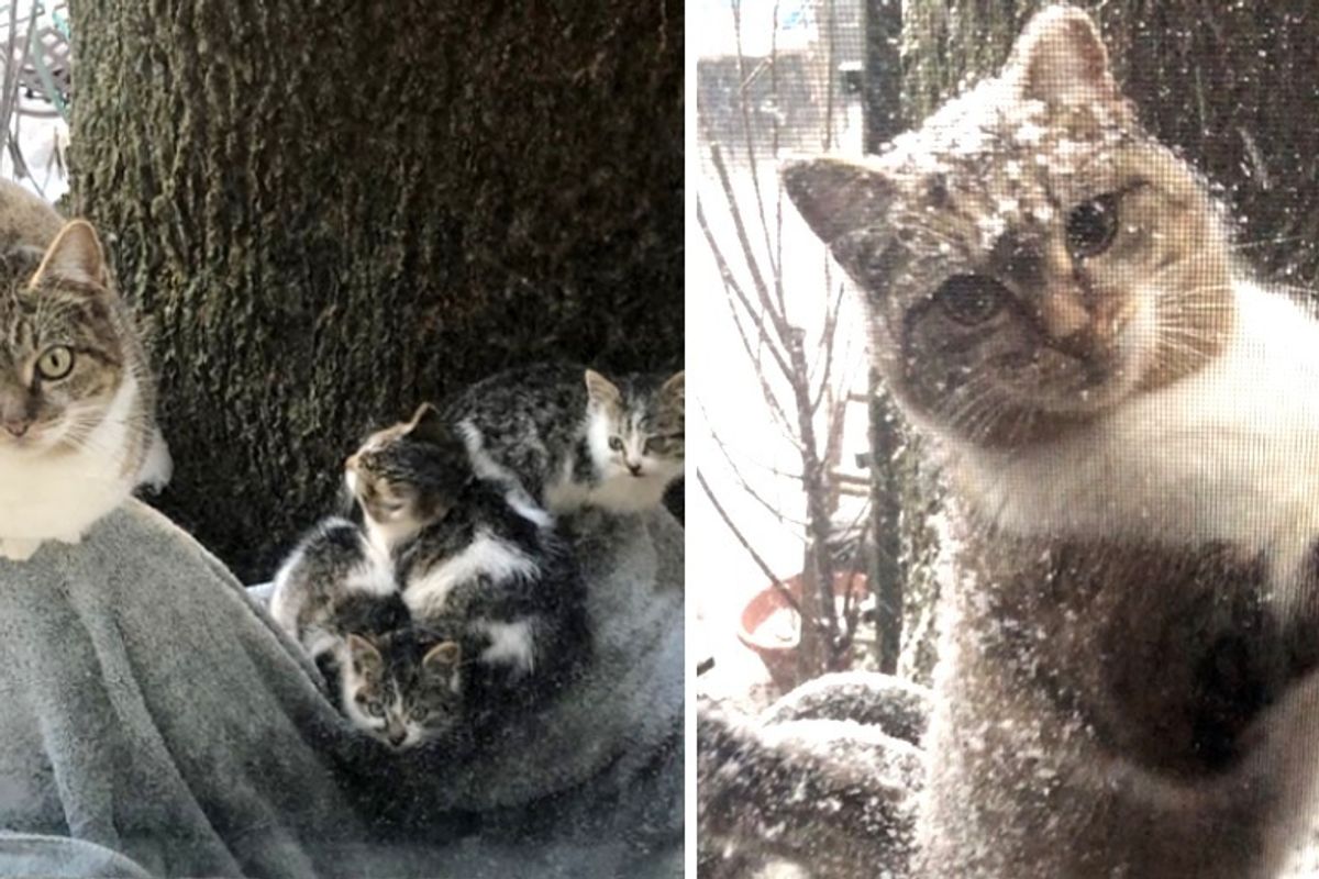 Stray Cat Left Her Kittens to Couple for Help and Came Back During Extreme Cold Weather