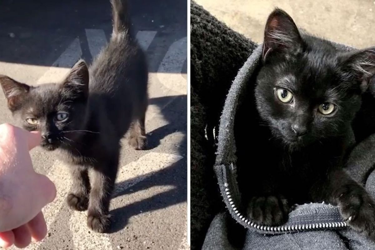 Man Went for a Work Break and Came Back with a Kitten on His Shoulder