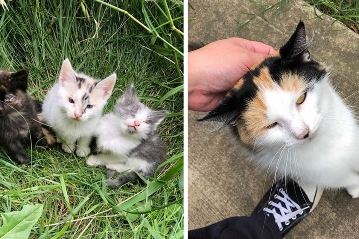 Stray Cat Walks Up to Rescuer and Leads Her to Her Kittens Who Need Help