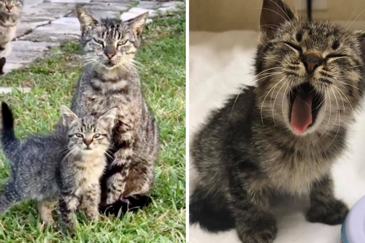 Woman Saves Kitten Found on the Road and Discovers His Cat Family that Needs Help