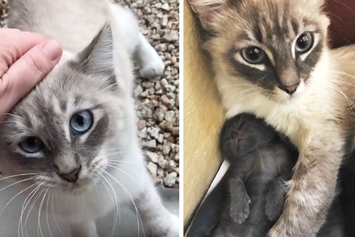 Stray Cat Walks into Family's Home to Have Kittens When She Knows They are Kind