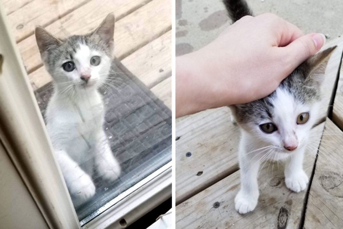 Stray Kitten Sneaks in Family's Yard for Food and Has Her Life Turned Around