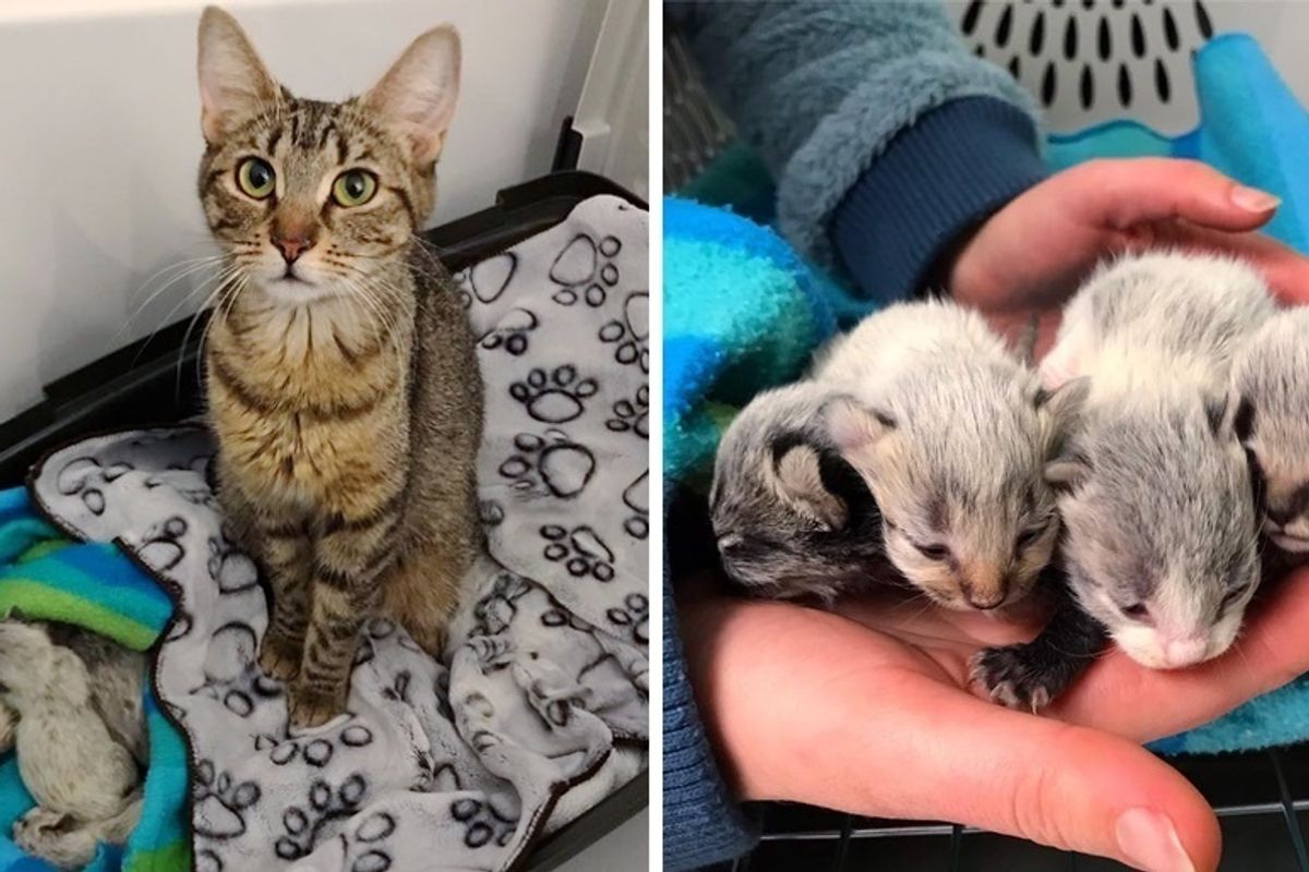 Shelter Cat Gets Help for Her Newborn Kittens When Someone Saves Them Just in Time