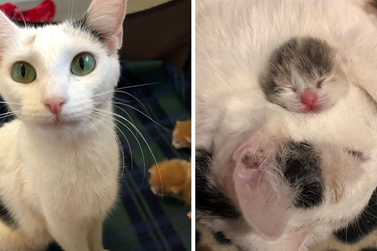 Shelter Cat Finds Help for Her Newborn Kittens - a Foster Home Turns Their Lives Around