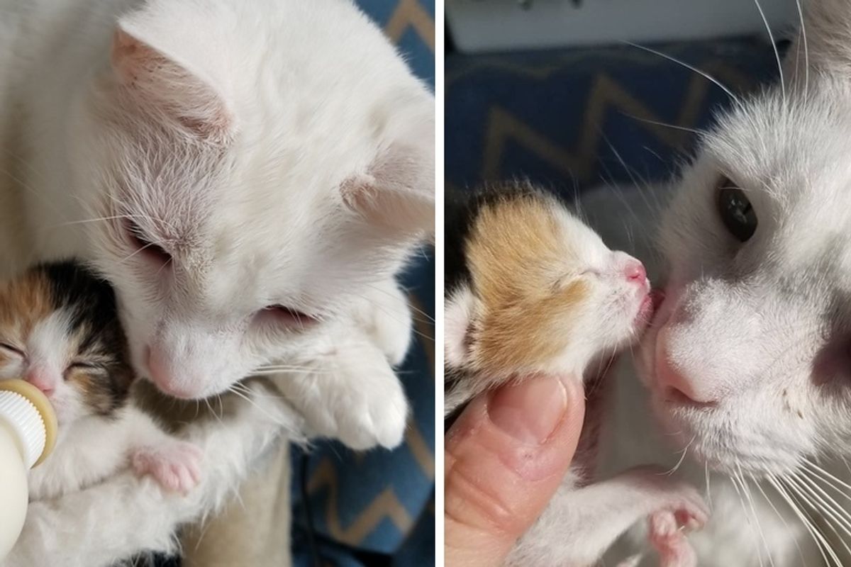 Cat Becomes Dad to Orphaned Kitten Who Lost Her Family, and Helps Save Her Life