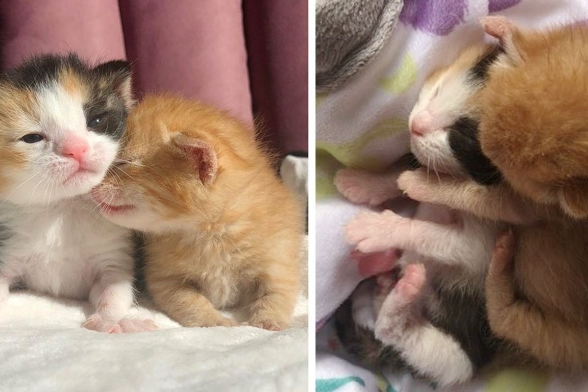 Kittens Keep Each Other Comforted