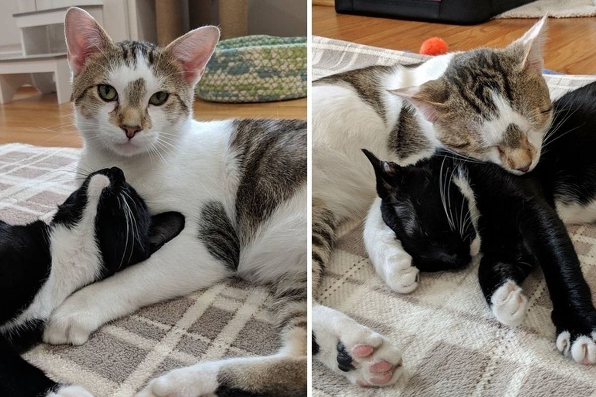 Rescued Cat Dad Stays By Mom's Side As Their Kittens Are Born Right Before Valentine's Day