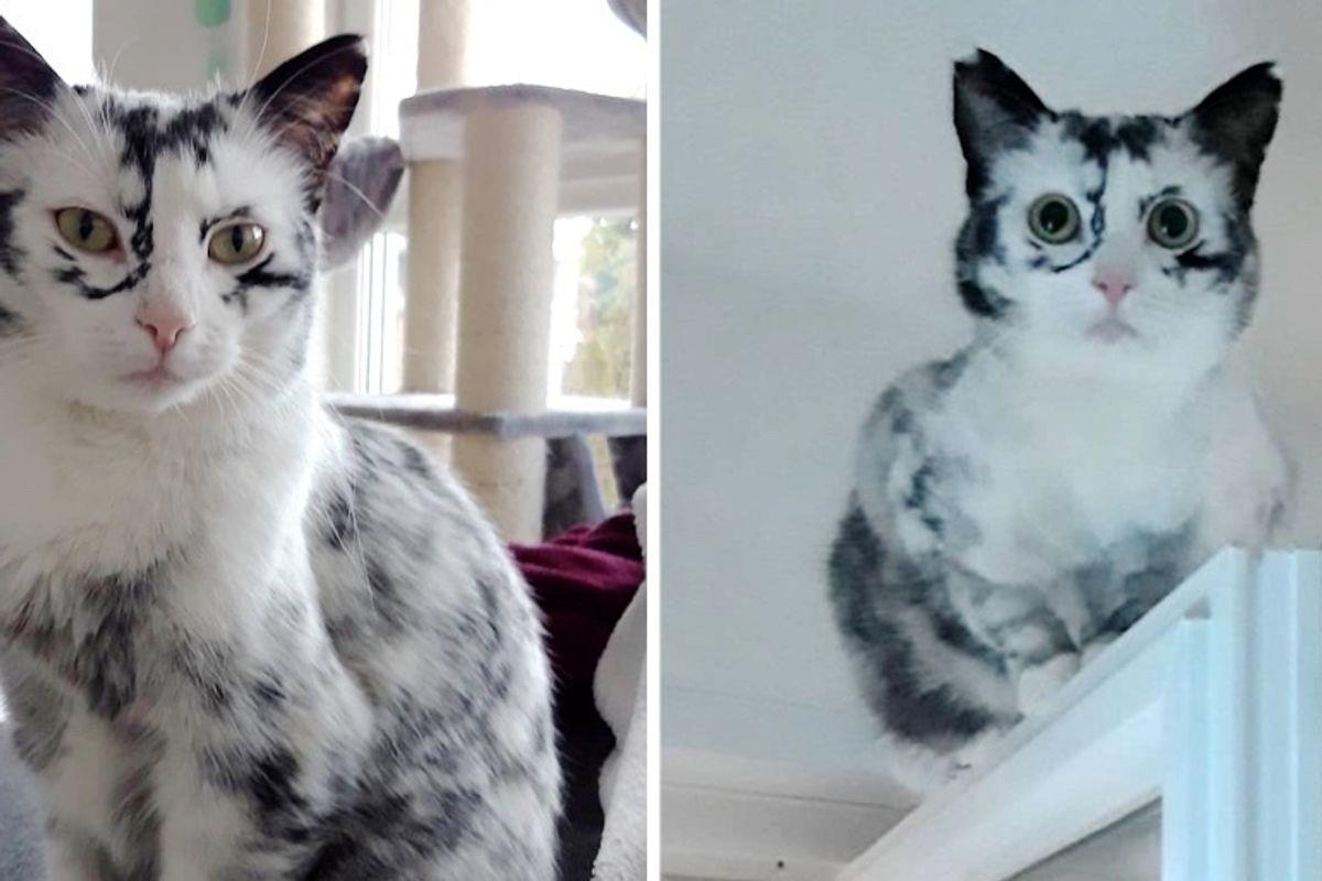 Kitten’s Tuxedo Coat Turns into Beautiful Snowflake Markings Due to a Rare Condition