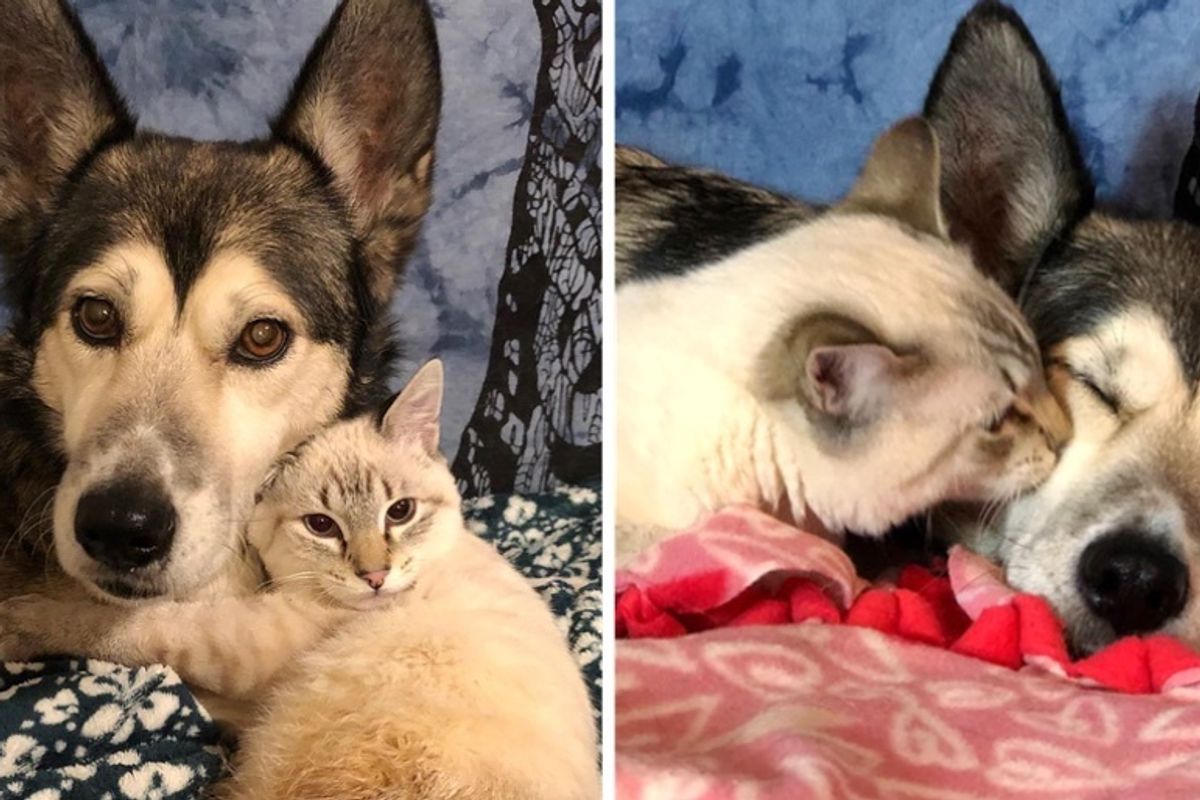 Kitten Who Can't Walk, Finds Special Foster Mom to Help Turn His Life Around