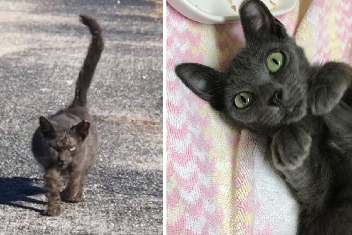 Scraggly Kitten Walks Up to Rescuer and Meows for Help When She Finally Finds Kindness