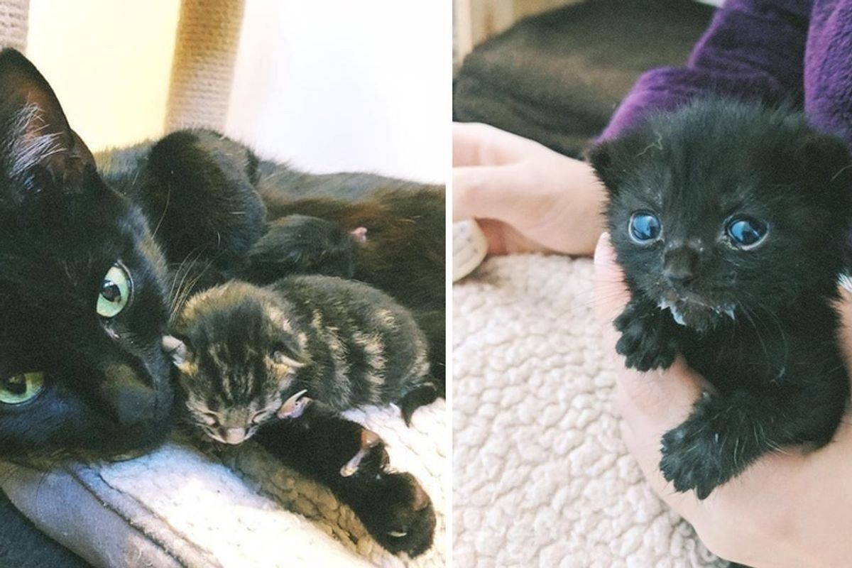 Family Helps Cat Mom Just in Time So Her Kittens Can Be Safe from the Cold
