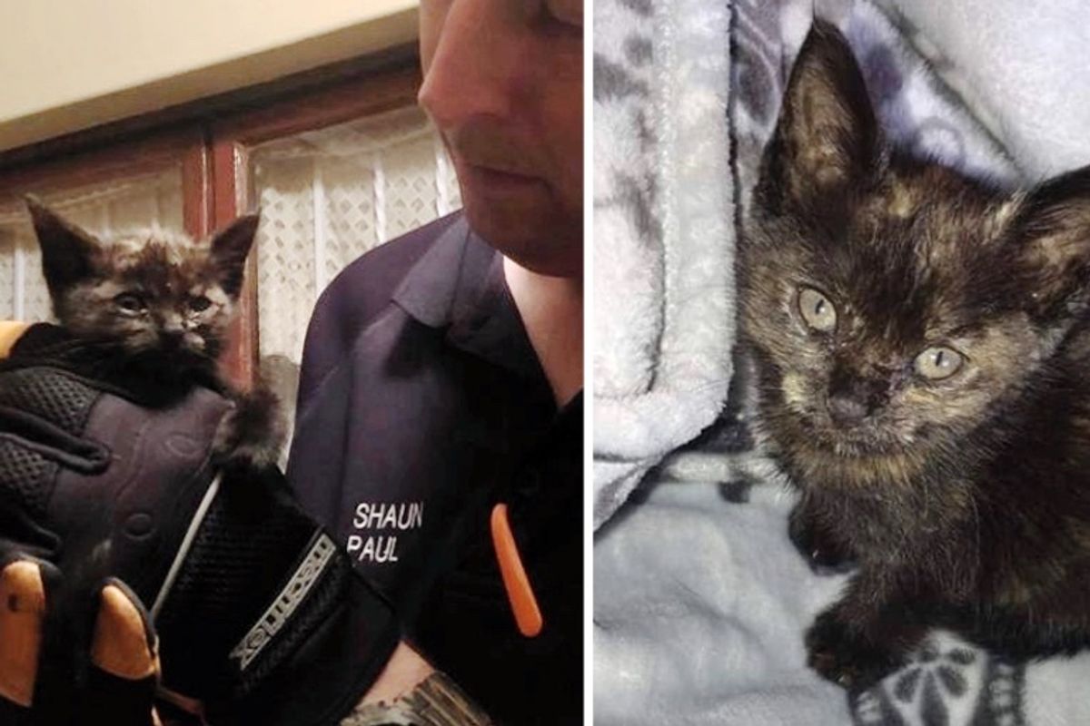 Man Hears Kitten Meowing and Rushes to Save Her from Being Trapped in Cold Storm Drain