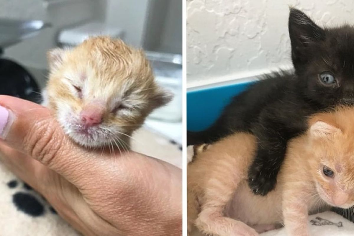 Orphaned Kitten Finds Love from a Rescued Kitty, Who Helps Save His Life