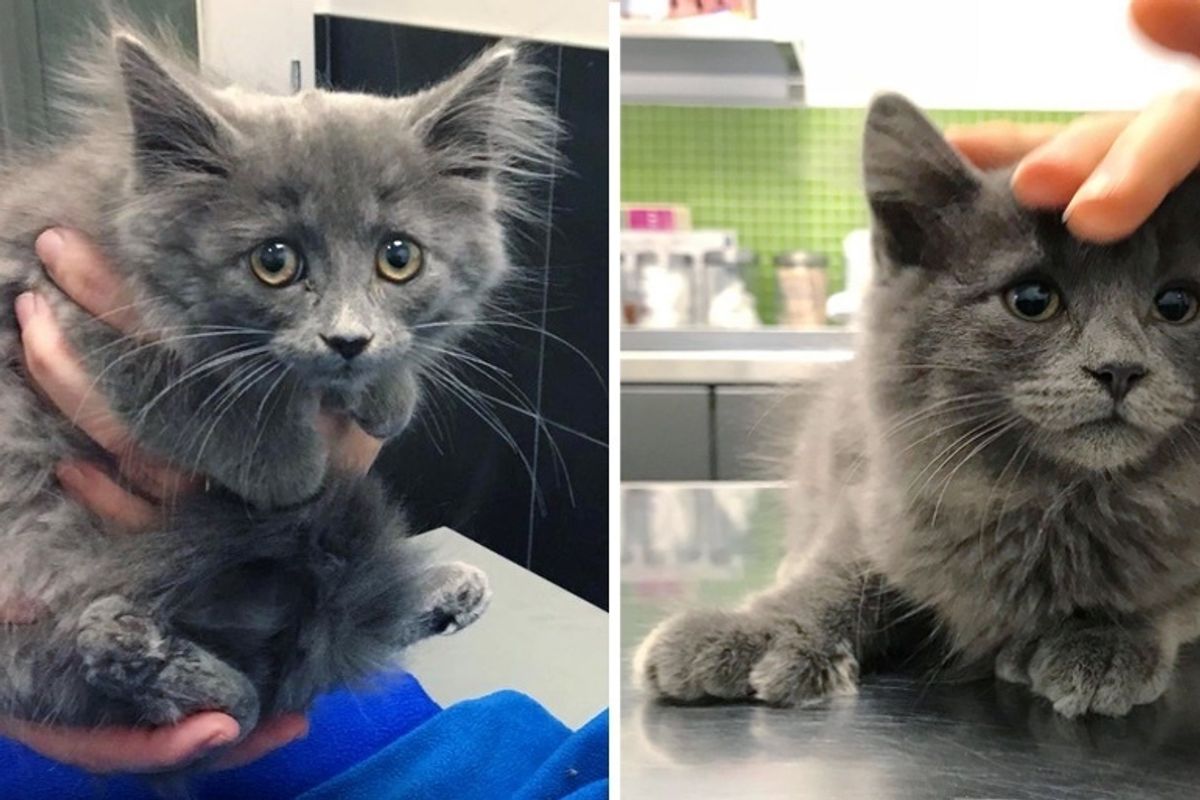 Kitten with Extra Toes Wandered to a Yard and Found Kindness When Neighbor Came to Help