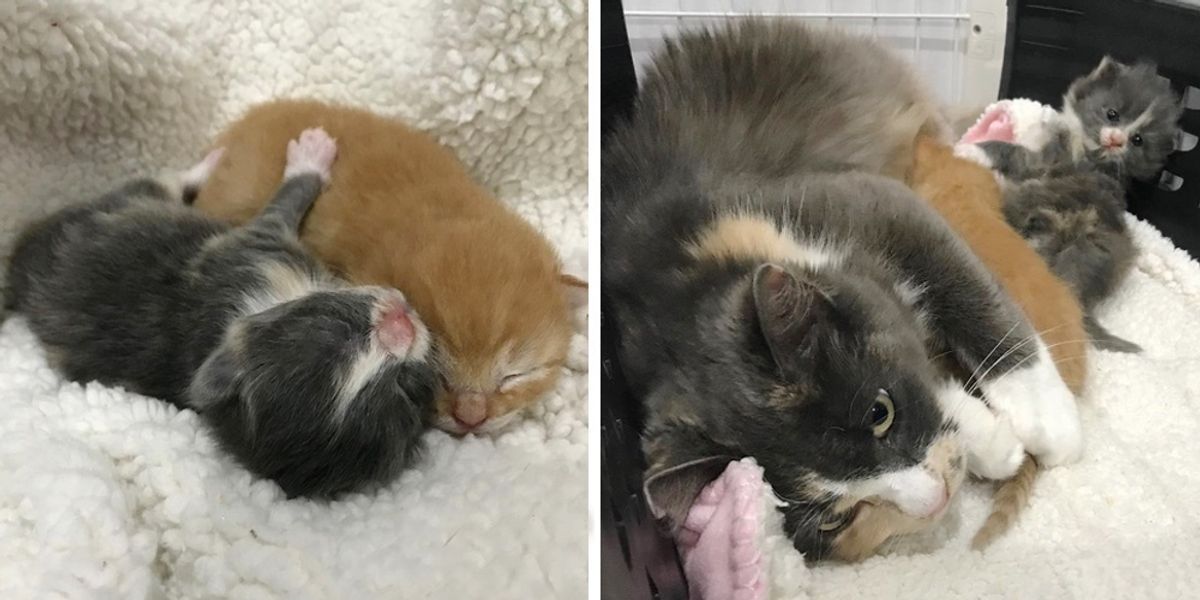 Cat Rescued From Sll Cat Rescued After 3 Years of Trying, She Arrived with Kittens They Didn ...