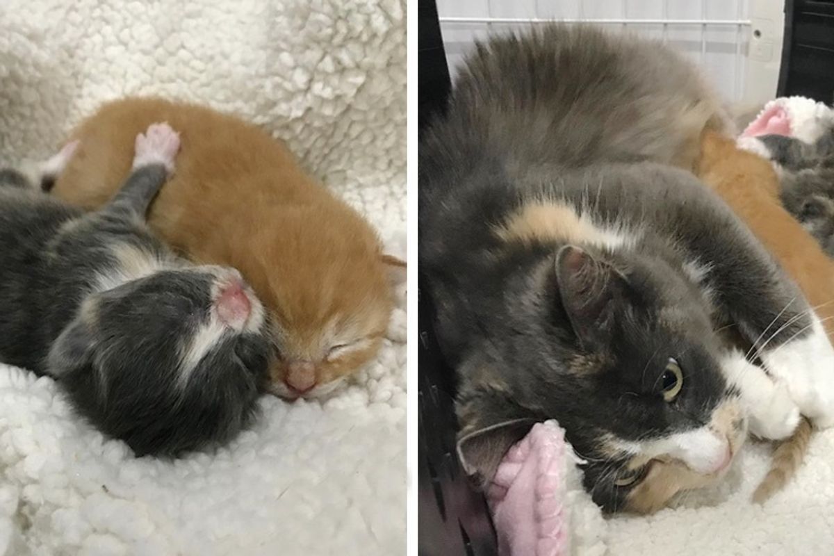 Cat Rescued After 3 Years of Trying, She Arrived with Kittens They Didn’t Expect
