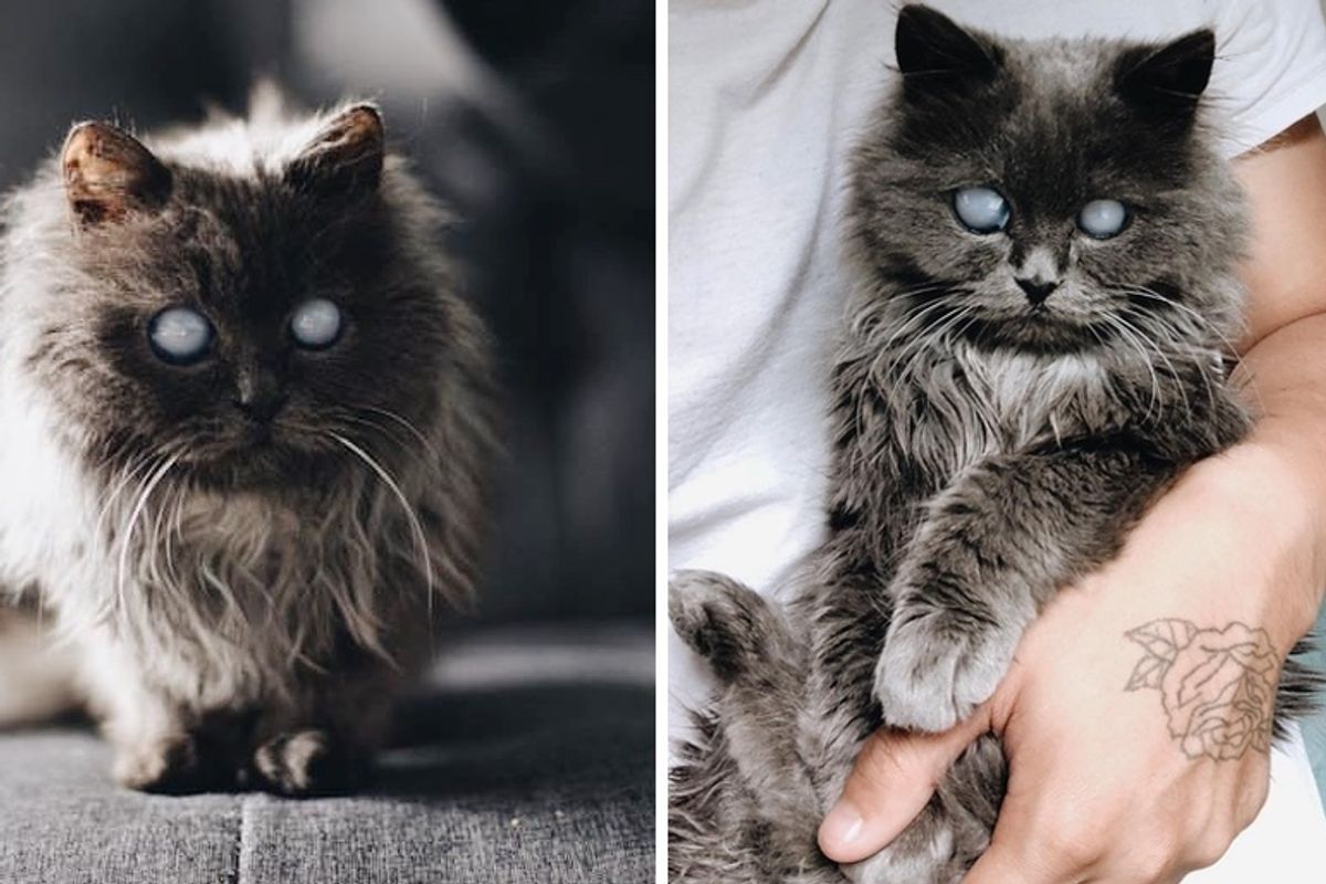 Men Went to Adopt a Kitten But a Beautiful Blind Kitty Found Them Instead