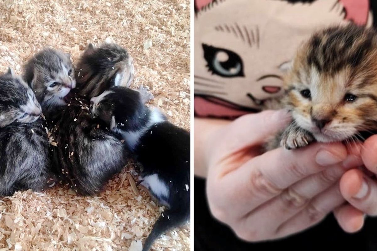 Orphaned Kittens Found With Tinier Adopted Kitty on a Farm, Have Their Lives Turned Around