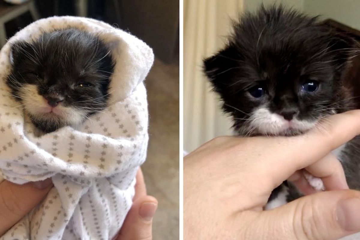 Kitten Found Crying Near Drive-through on Stormy Day, Finds Love from Another Cat and Kitten